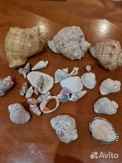 Ракушки для аквариума