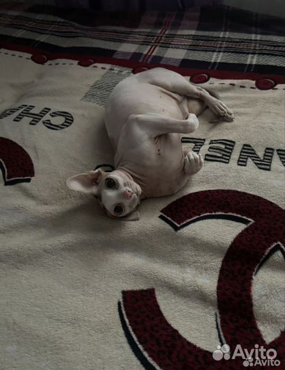 Зоогостиница. Передержка кошек и собак официально