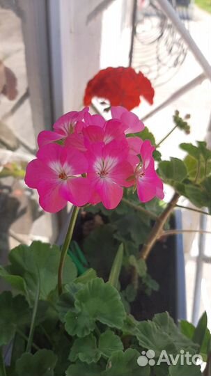 Пеларгония герань