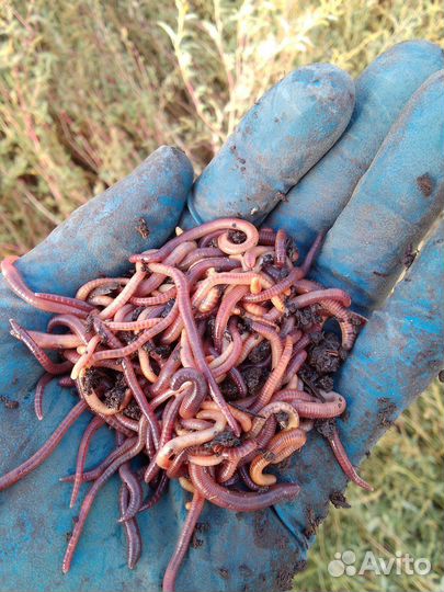 Черви для рыбалки