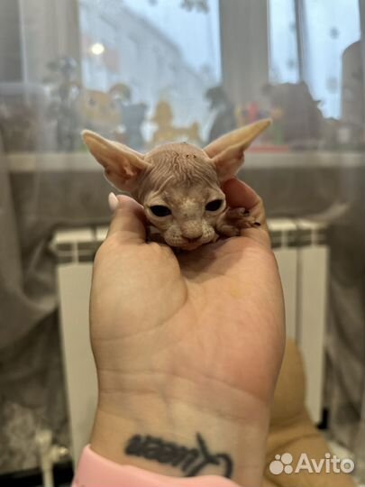 Лысые котята сфинкс