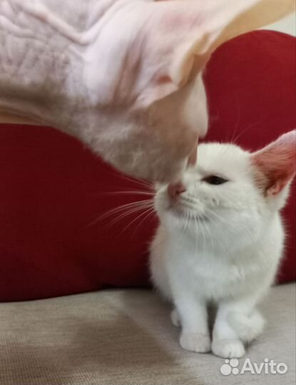 Котенок-девочка в добрые руки