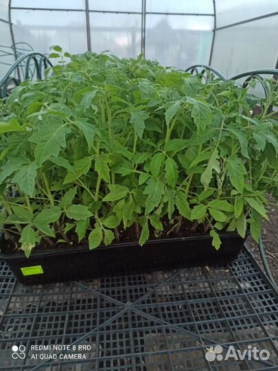 Рассада помидор