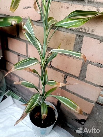 Драцена sandero