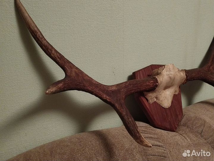 Рога лося на медальоне