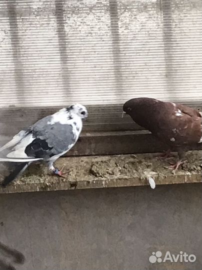 Бакинские бойные голуби