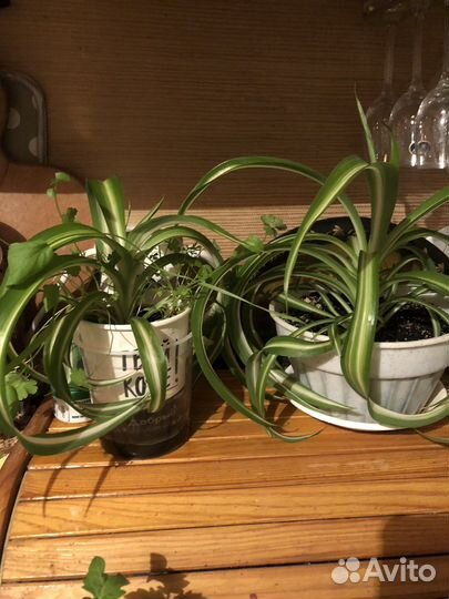 Комнатные растения в горшках