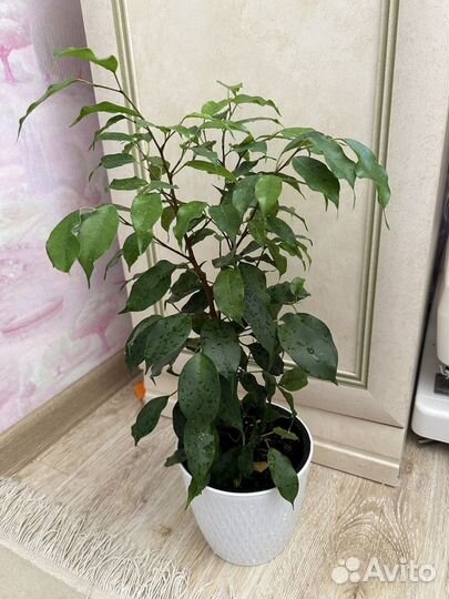 Фикусы по 2 тысячи