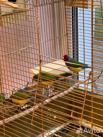 Продам амадины зебровые