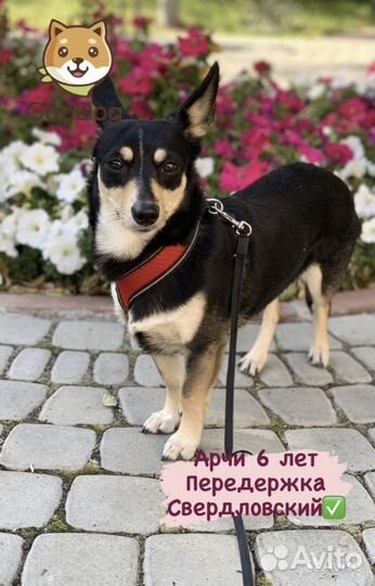 Передержка домашних животных