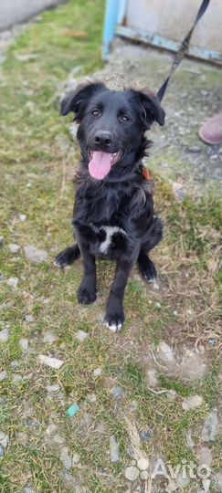 Щенок подросток девочка в добрые руки