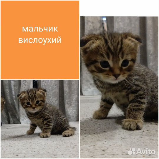 Шотландские вислоухие котята