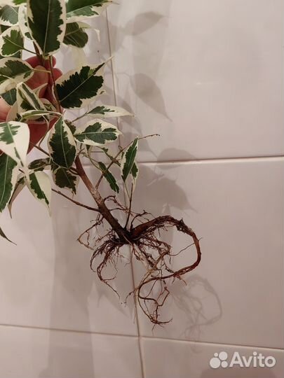 Фикус твилайт