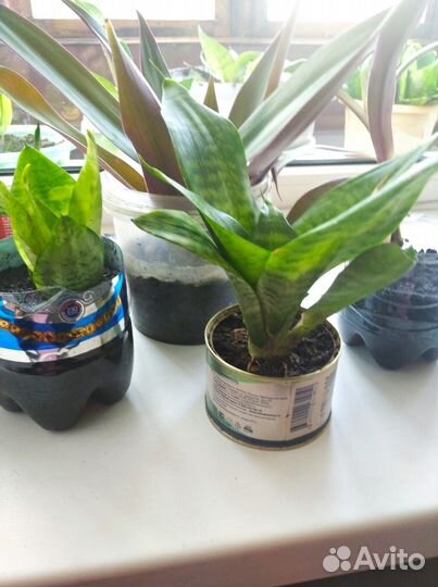 Комнатные растения