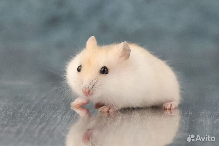 Джунгарские хомяки с новой клеткой от заводчика