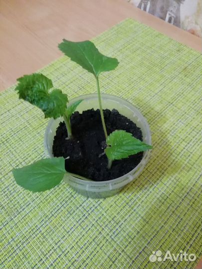 Колокольчик многолетний