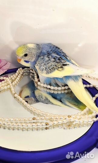 Волнистый попугай (получех)