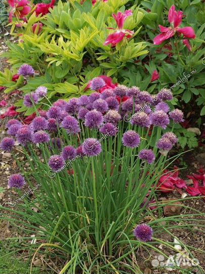 Топинамбур, шнитт лук