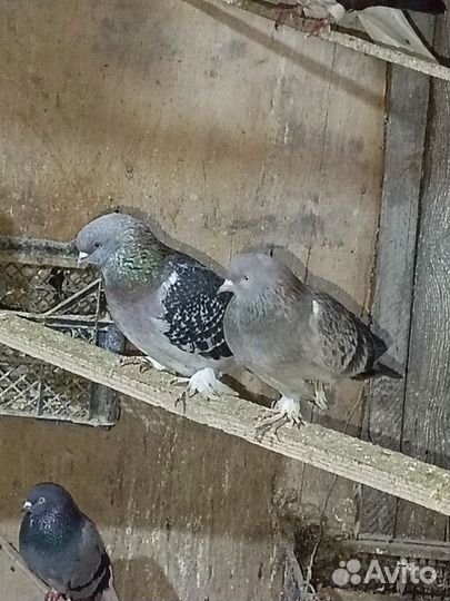 Голуби