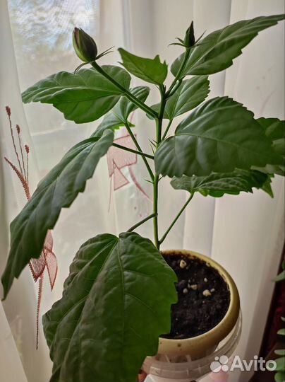 Гибискус, китайская роза