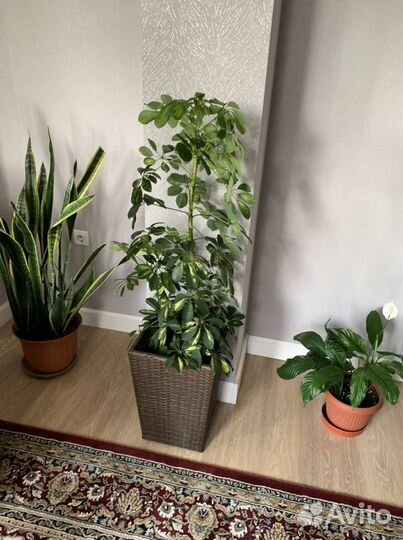 Домашние цветы