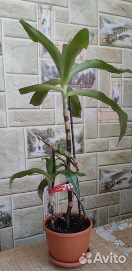 Душистая каллизия(золотой ус в народе)