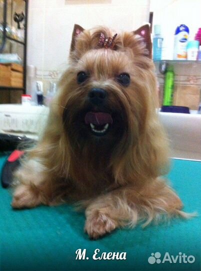 Грумер. Стрижка собак и кошек