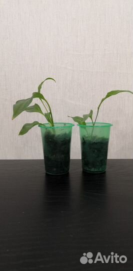 Спатифиллум