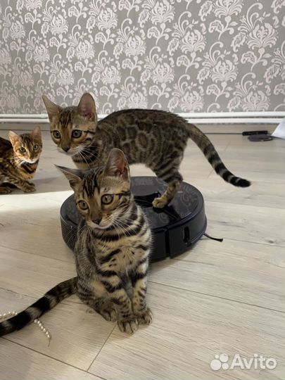 Бенгальские котята