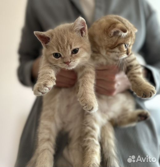 Шотландские котята