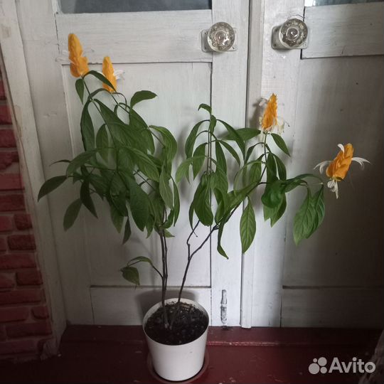 Комнатные растения цветы