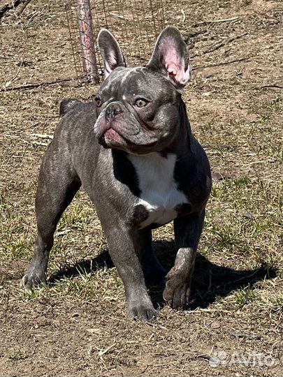 Французский бульдог