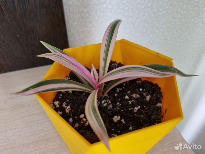 Традесканция розовая