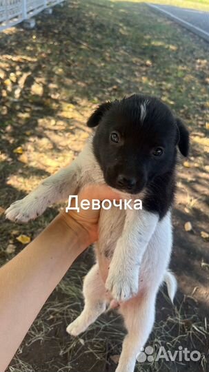 Щенки от маленькой собаки