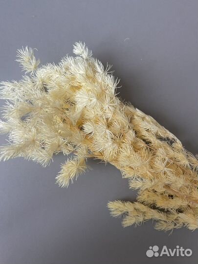 Аспарагус белый