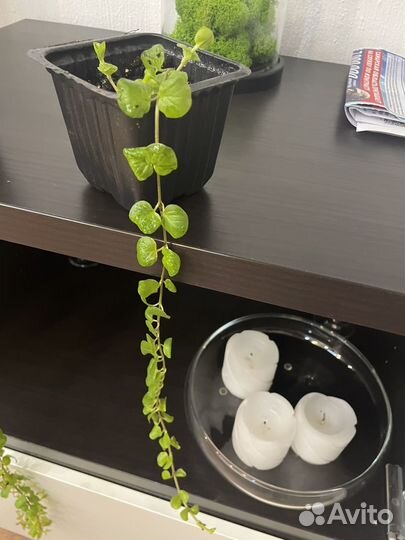 Вербейник монетчатый