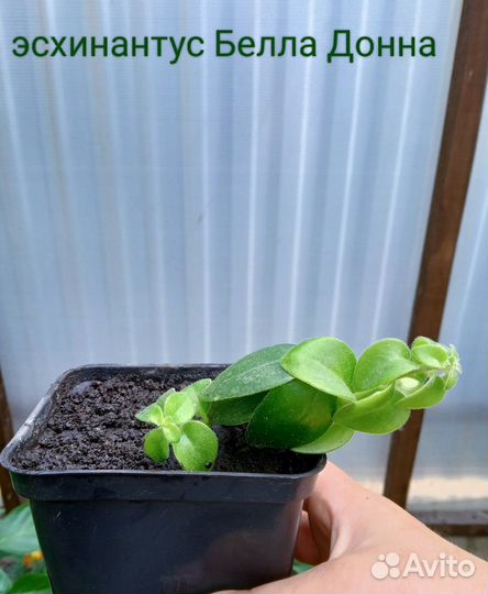 Эсхинантус, колеус, инжир