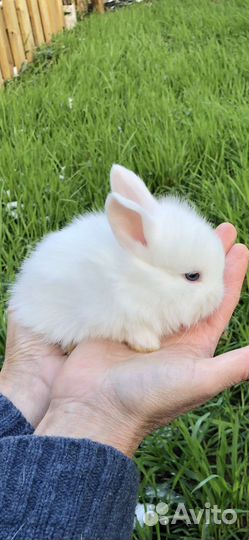 Белоснежные голубоглазые карликовые кролики