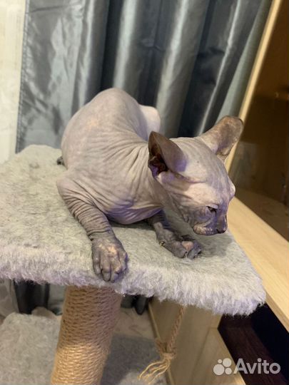 Котята сфинкс