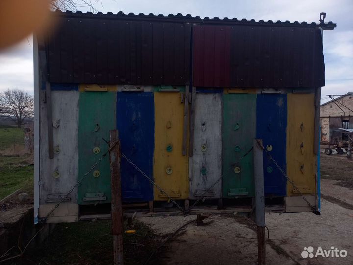 Пчелы, Павильон Берендей 32