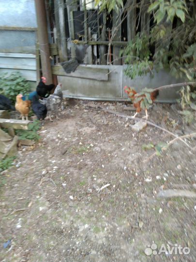 Петушки породы русская голубая