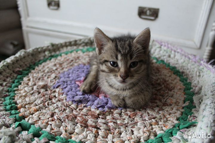 Отдаем котят