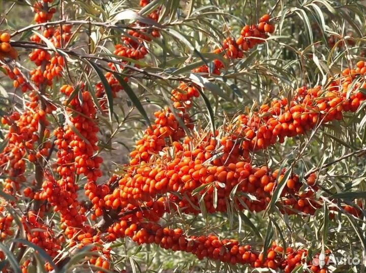 Саженцы облепихи сортовой