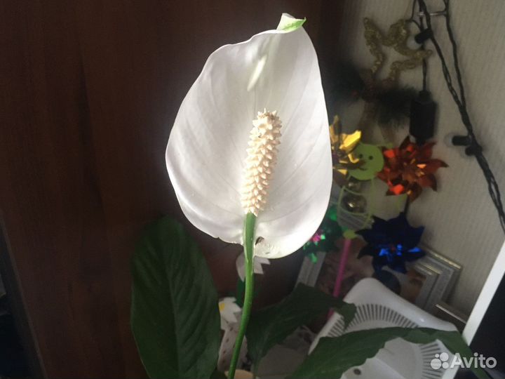 Комнатные и уличные цветы