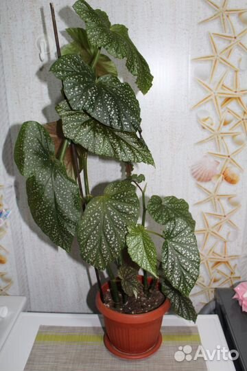 Продам детки Бегоний