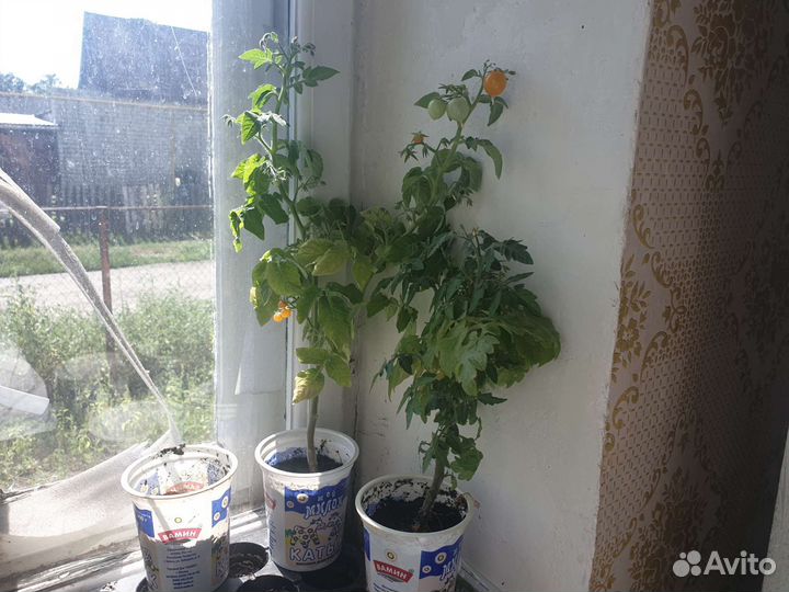 Помидоры балконное чудо