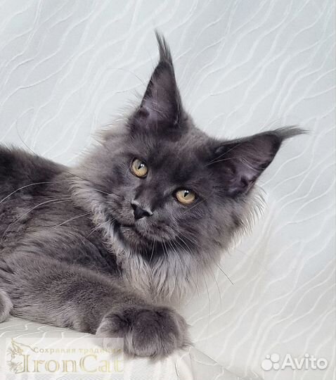 Котята породы Мейн-кун