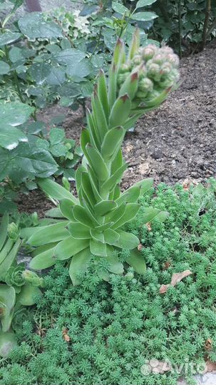 Каменная роза (Молодило)