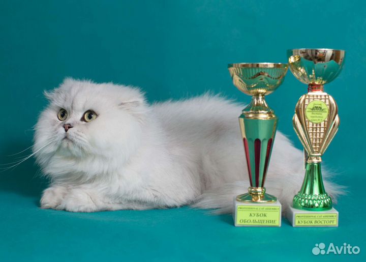 Кот на вязку