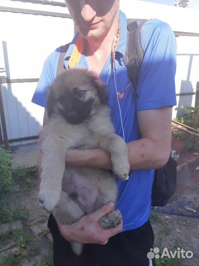 Щенки дворняжки